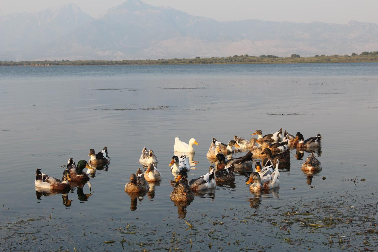 Hotel Shkodra Lake Široka Exteriör bild